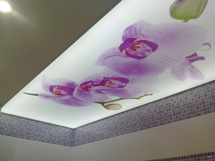 orchidej strop
