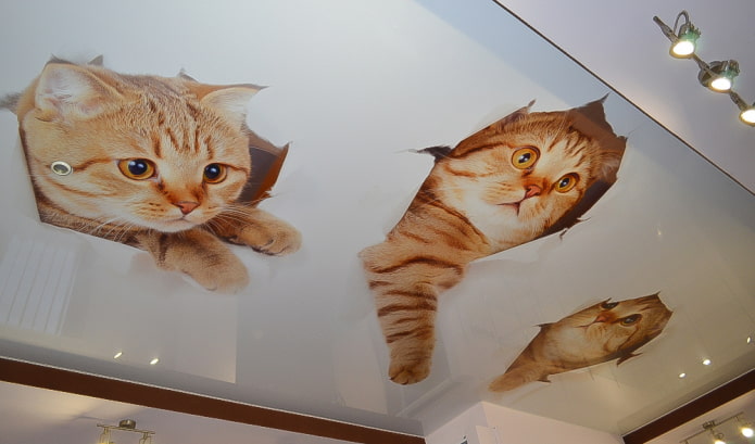 plafond avec l'image de chatons