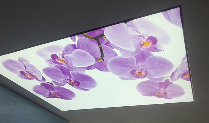 orchidėjų lubos