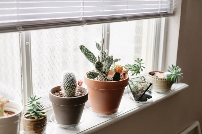 Cacti บนขอบหน้าต่าง