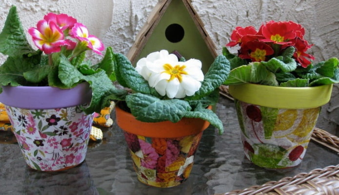 fleurs en pot