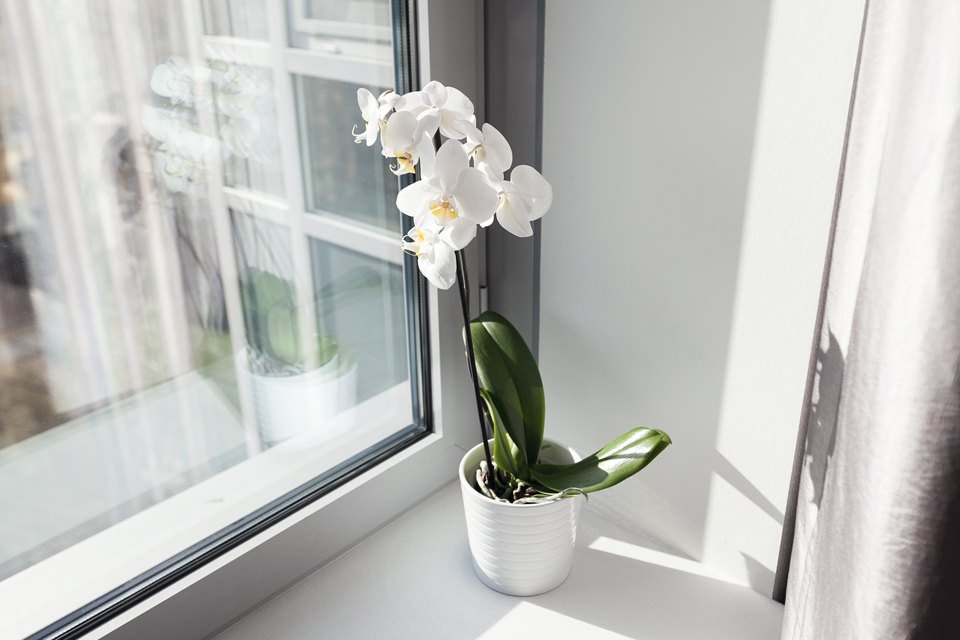 orchidée dans la conception de l'appartement 64 m². m