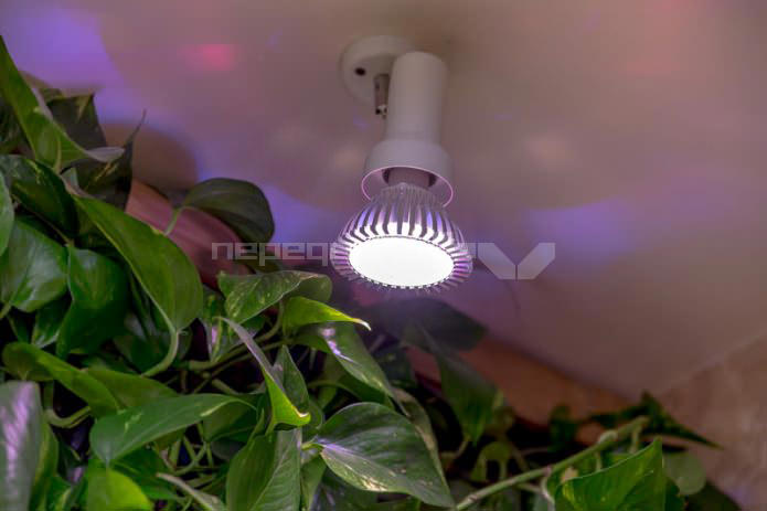 Iluminación de plantas vivas en las paredes del interior del baño.